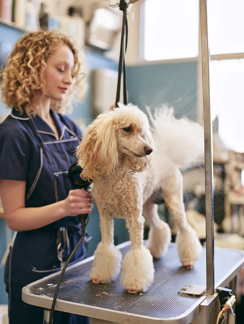Groomer drying a patient poodle — veterinary and pet care costs are a leading reason for $2,500 loans